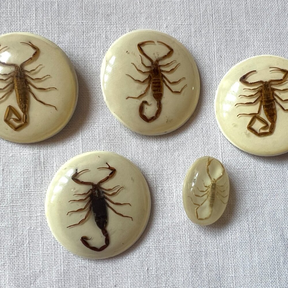 Vintage Real Scorpions in Resin Round Four 1-5/8" Buttons, One 1-1/8" Oval
